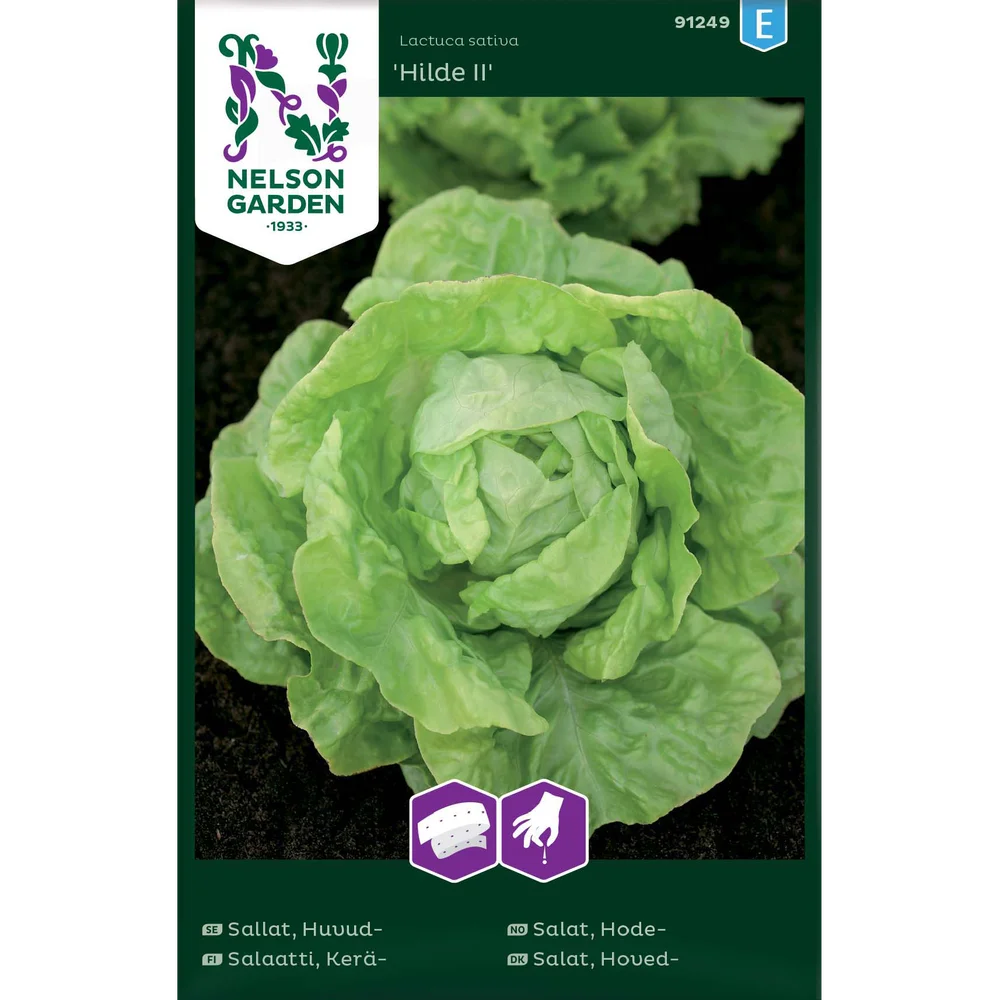Porsjonsfrø salat hode- hilde v:7679106