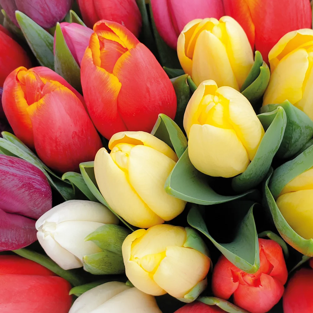 Servietter 33x33cm Colourful Tulips v:6316854